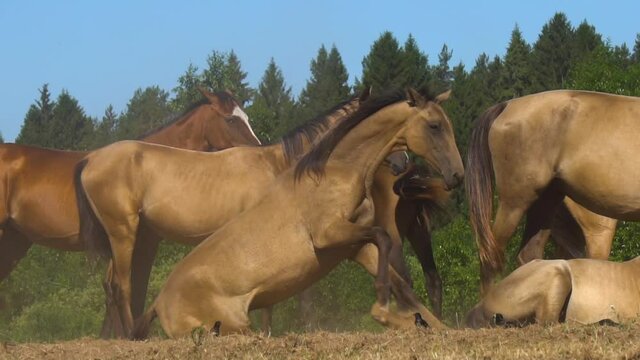 Young akhal-teke horse in herd, standing up from the ground after the rest on a field, with herd and birds walking around
