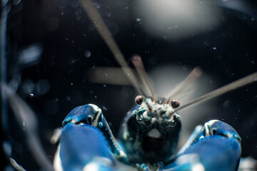 Blue Crab