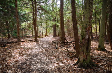The Landscape of Allegheny National Forest