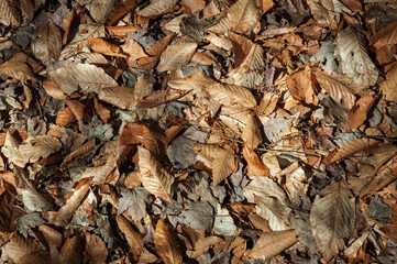 Texture of Autumn Leaves at Allegheny National Forest
