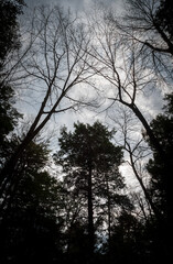 Backlit Forest at Allegheny National Forest