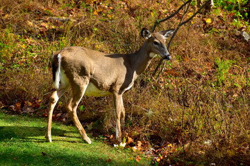 White-tail doe in the autumn woods