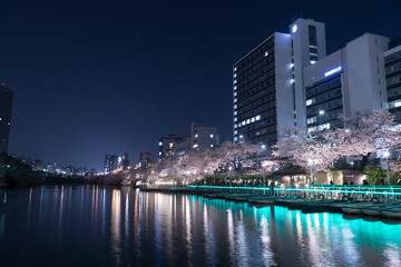 Fototapeta na wymiar 神田川の夜桜