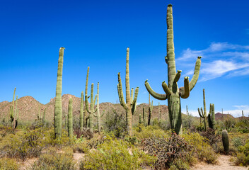 The Famous Cactuses of Saguaro National Park