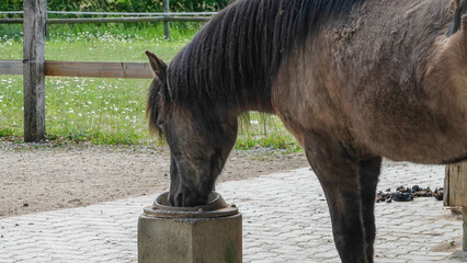 Islandponys © RS.Foto