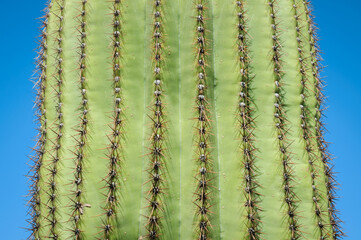 Naklejka premium The Famous Cactuses of Saguaro National Park