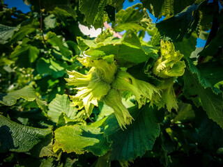 Haselnuß Corylus avellana