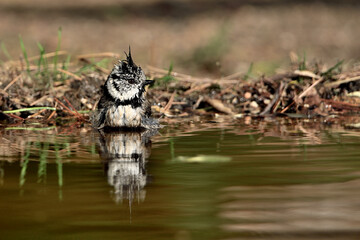 Herrerillo capuchino (Lophophanes cristatus)