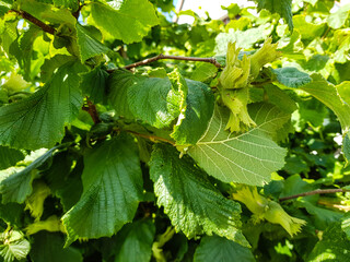 Haselnuß Corylus avellana