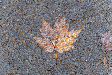 October autumn background single colorful maple leaf red orange yellow fall foliage on wet asphalt texture ground