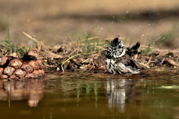 Herrerillo capuchino bañándose y reflejado en el estanque de parque (Lophophanes cristatus) Ojén...