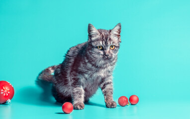 disgruntled cat with christmas balls on a turquoise background
