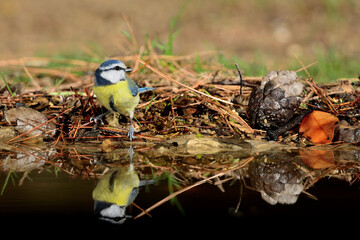 herrerillo común reflejado en el borde del estanque del parque (Cyanistes caeruleus) Ojén Málaga España 