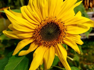 Bright yellow succulent flower of a sunflower close up. good quality