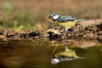 herrerillo común  (Cyanistes caeruleus)