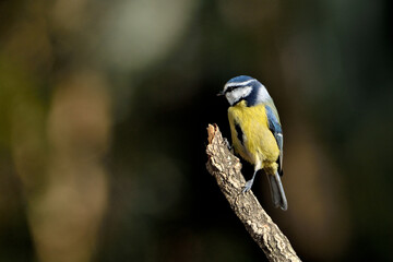 herrerillo común posado en una rama diagonal con fondo verde (Cyanistes caeruleus) Ojén Málaga España 