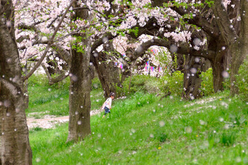 桜吹雪の中を歩く女の子