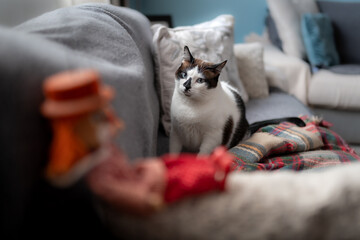 gato blanco y negro con ojos azules se sienta en un sofa detrás de un juguete