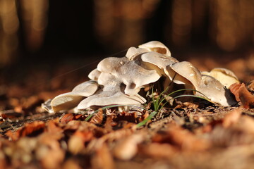 Pilze im herbstlichen Wald inmitten von Laub