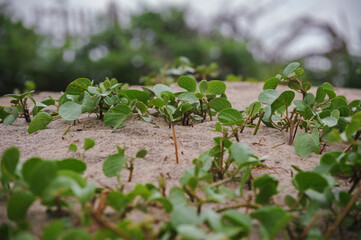 leaf on sand