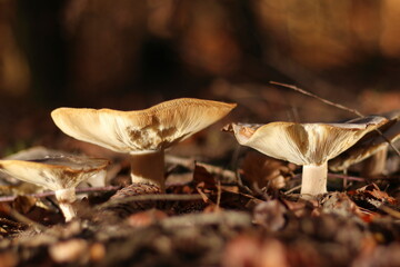 Pilze im herbstlichen Wald inmitten von Laub
