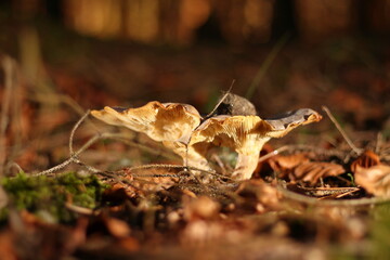 Pilze im herbstlichen Wald inmitten von Laub