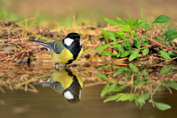 carbonero (Parus major)