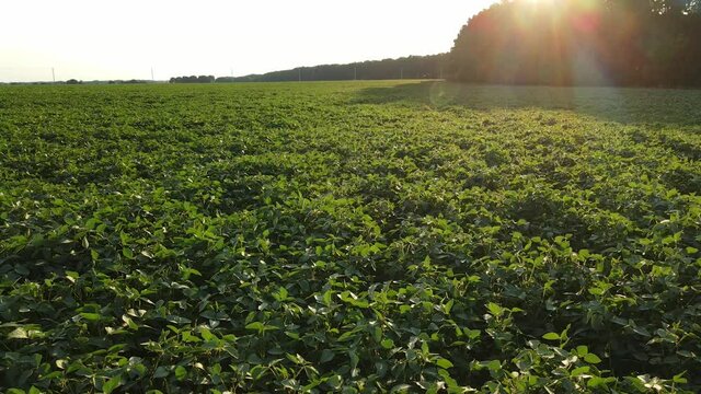Green field with young soybeans. Warm summer evening on farm