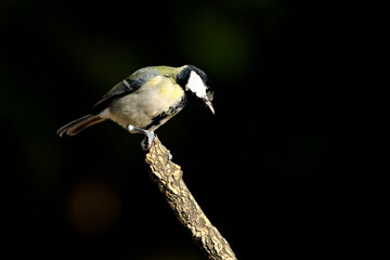 carbonero (Parus major)