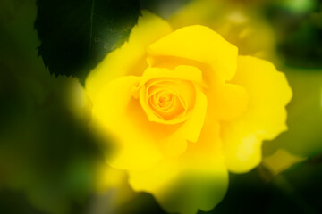 黄色いバラ