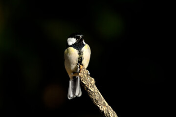 carbonero común posado en una rama con fondo negro (Parus major) Ojén Málaga España 
