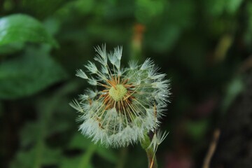 Löwenzahn Blume Natur Pusteblume 