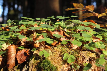 Klee auf einem Baumstumpf im herbstlichen Wald