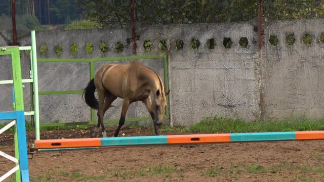 Horse is moving on a show-jumping field on training in a slow-motion