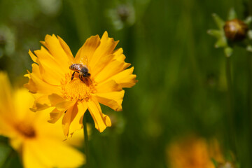 coreopsis lanceolata