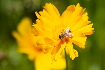 coreopsis lanceolata