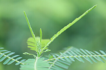 close up of a leaf