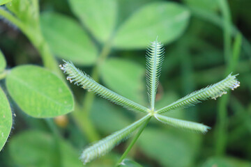 fern leaf with dew