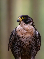 Peregrine falcon Falco peregrinus, historically as the duck hawk