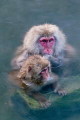 Obraz premium 温泉につかる猿
