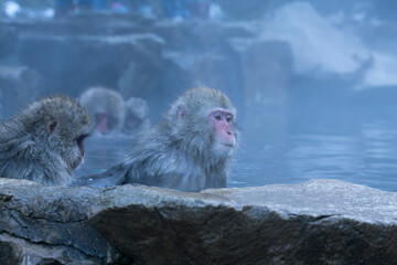 Obraz premium 温泉につかる猿