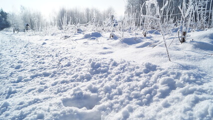 snow covered trees