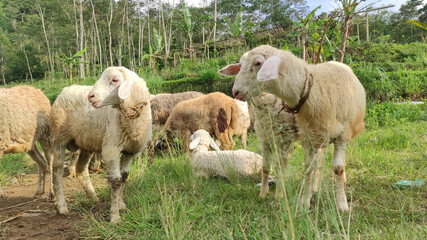 Obraz na płótnie Canvas Herd of Sheep Eating Grass in The Meadow. Central Java Indonesia.