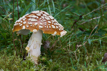 Poisonous mushroom Amanita regalis in the wet spruce forest. Known as royal fly agaric or king of Sweden Amanita. Wild mushroom growing in the moss and grass.