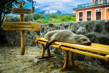 Foto op Canvas Sea lion sleeping galapagos © Xavier