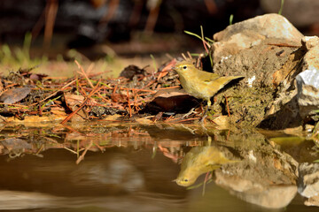Willow warbler reflejada en el estanque (Phylloscopus trochilus) Ojén Málaga España 
