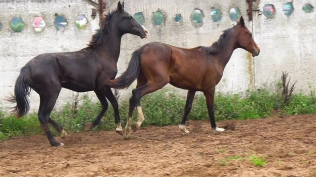 Beautiful galloping fillies in a paddock in a slow-motion