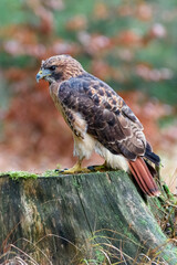 Sitting red-tailed hawk Buteo jamaicensis with nice background