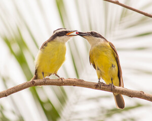 Great Kiskadee feeding your puppy