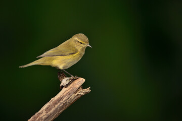 Willow warbler en la rama diagonal con fondo verde oscuro  (Phylloscopus trochilus) Ojén Málaga España 